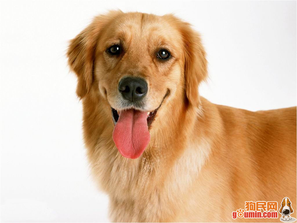 golden retriver.jpg