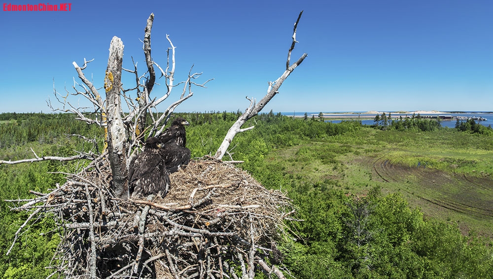 20090616_PEIBandingEagle.jpg